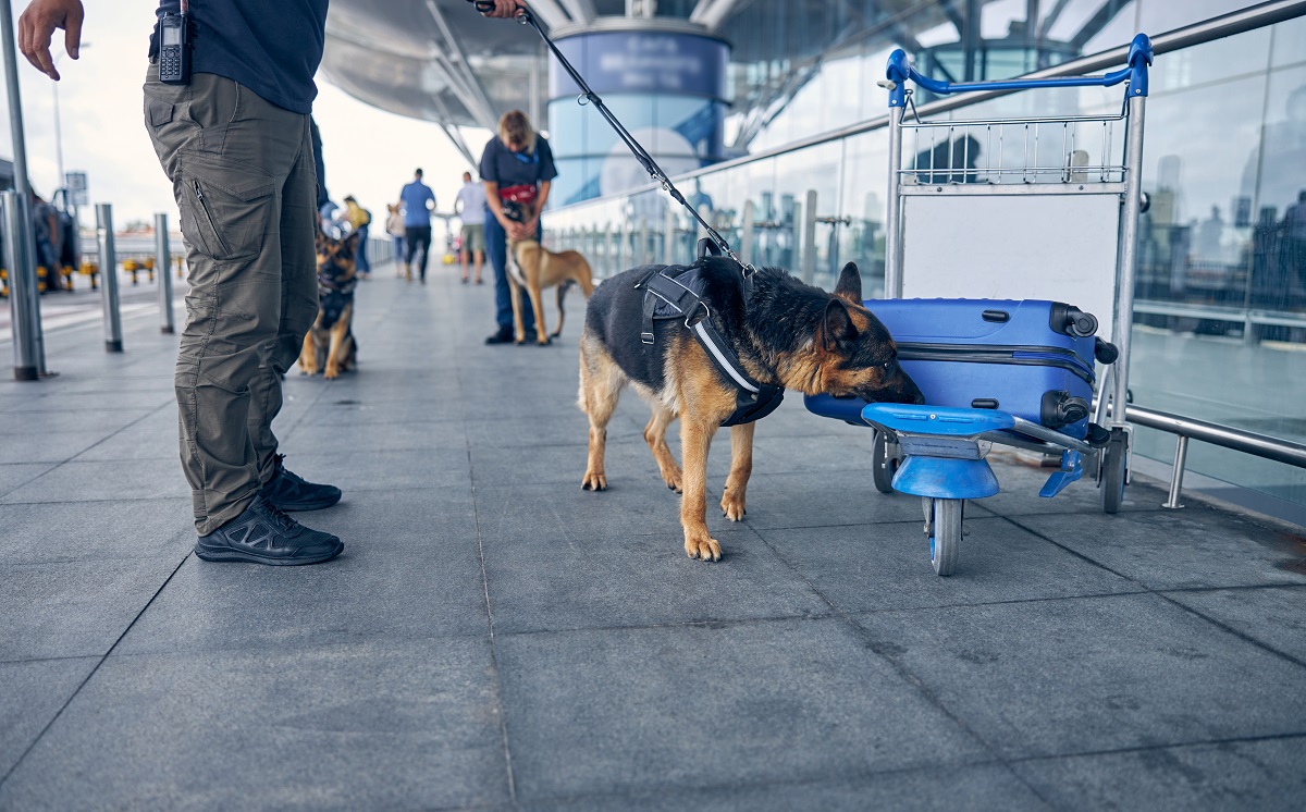 Flughafen Hund Gepäck Kontrolle 1200