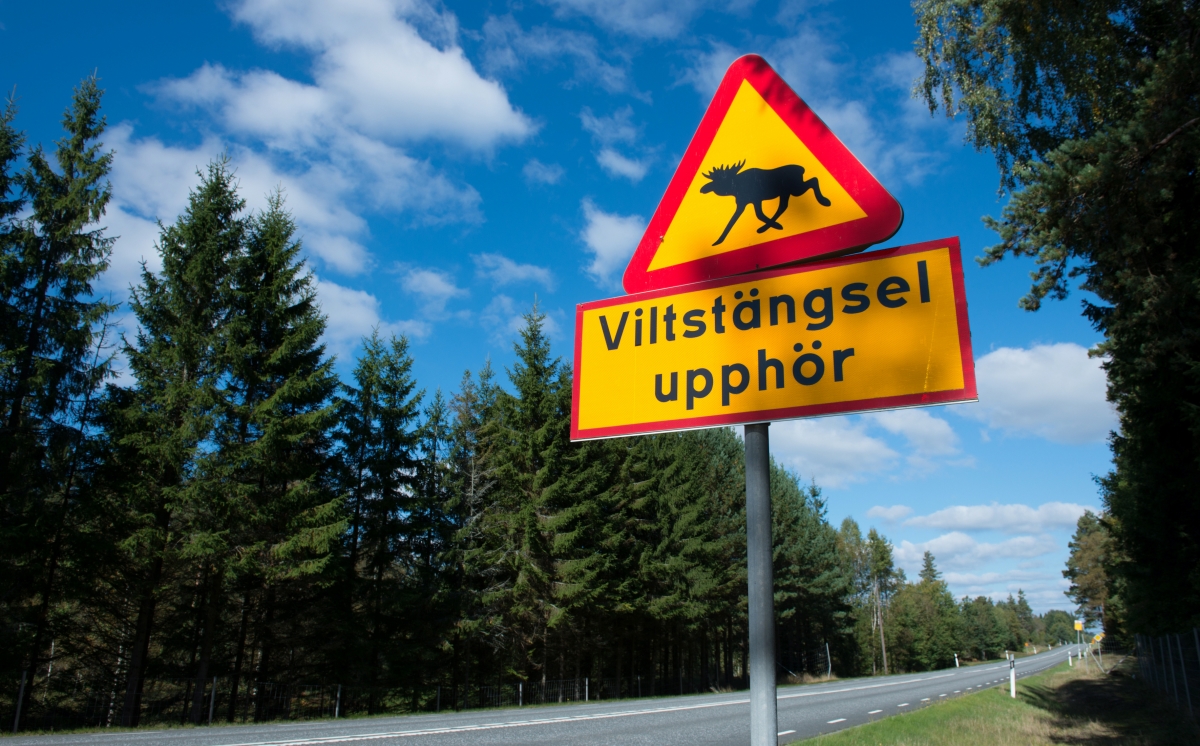 Schweden Elch Verkehrszeichen 1200