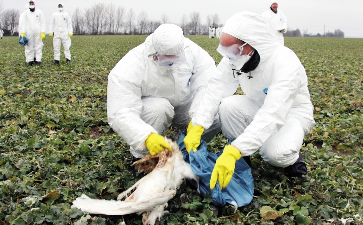 Vogelgrippe Schutzanzug 1200