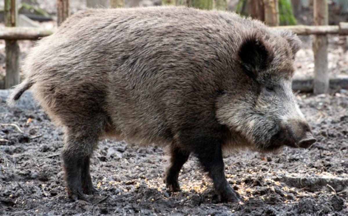 Wildschwein 1200