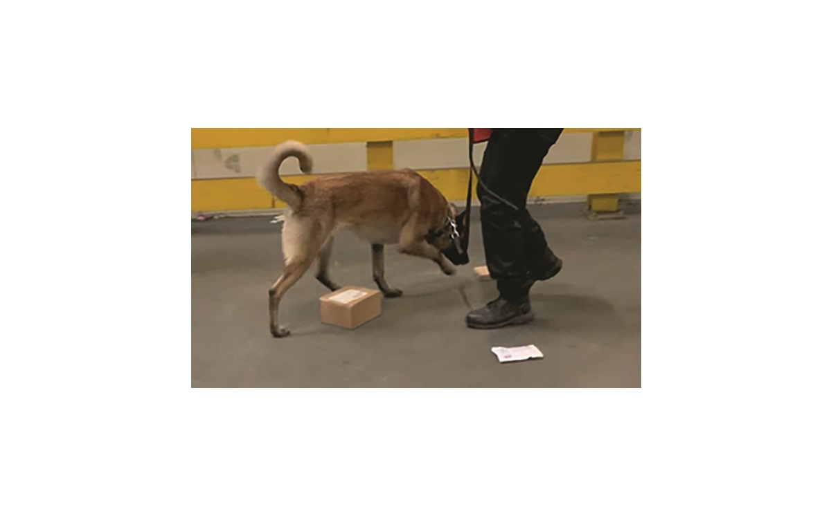 Hund Training Schulung 1200